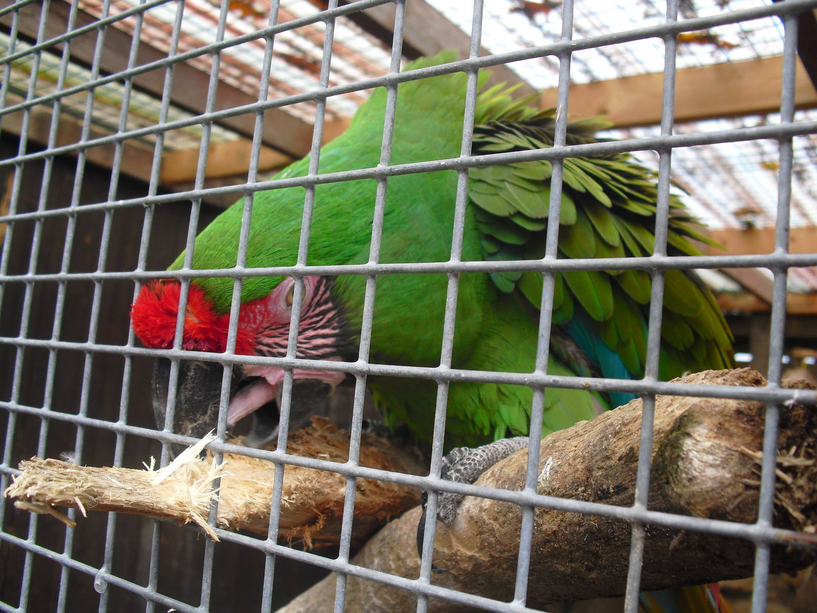Green Military Macaw - 16/10/2011