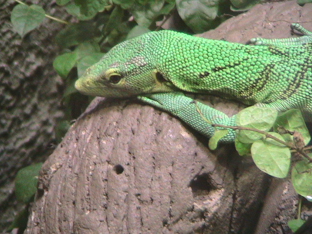 Green Monitor Lizard