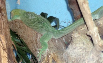 Green Monitor (Varanus prasinus)