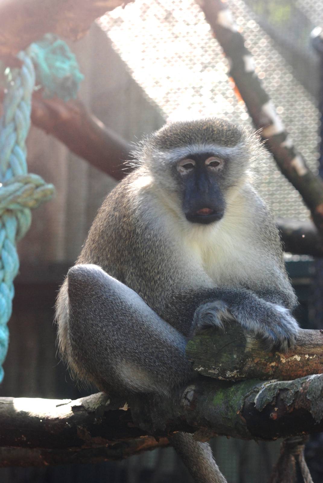 Green Monkey at Liberec, 28/08/12