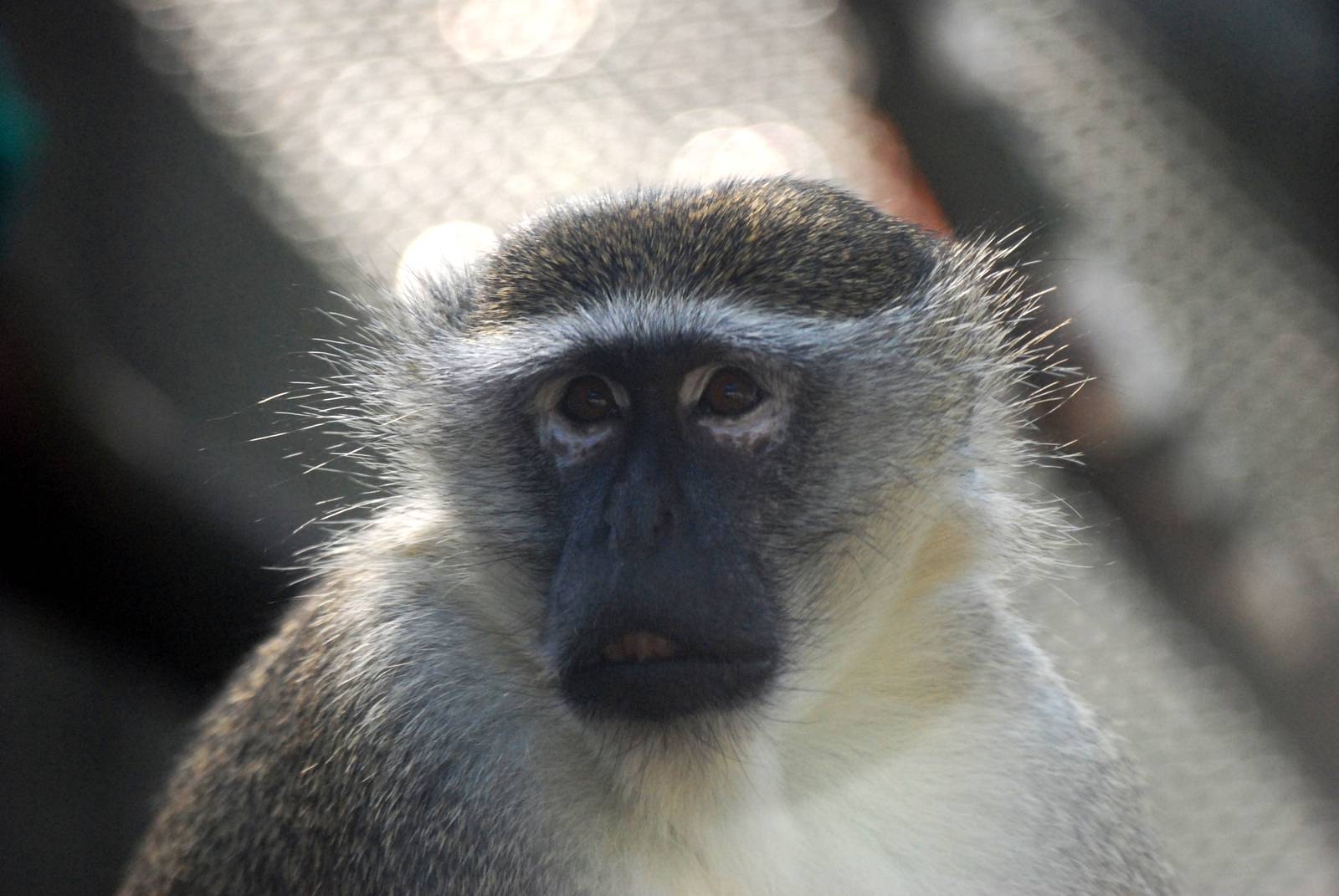 Green Monkey at Liberec, 28/08/12