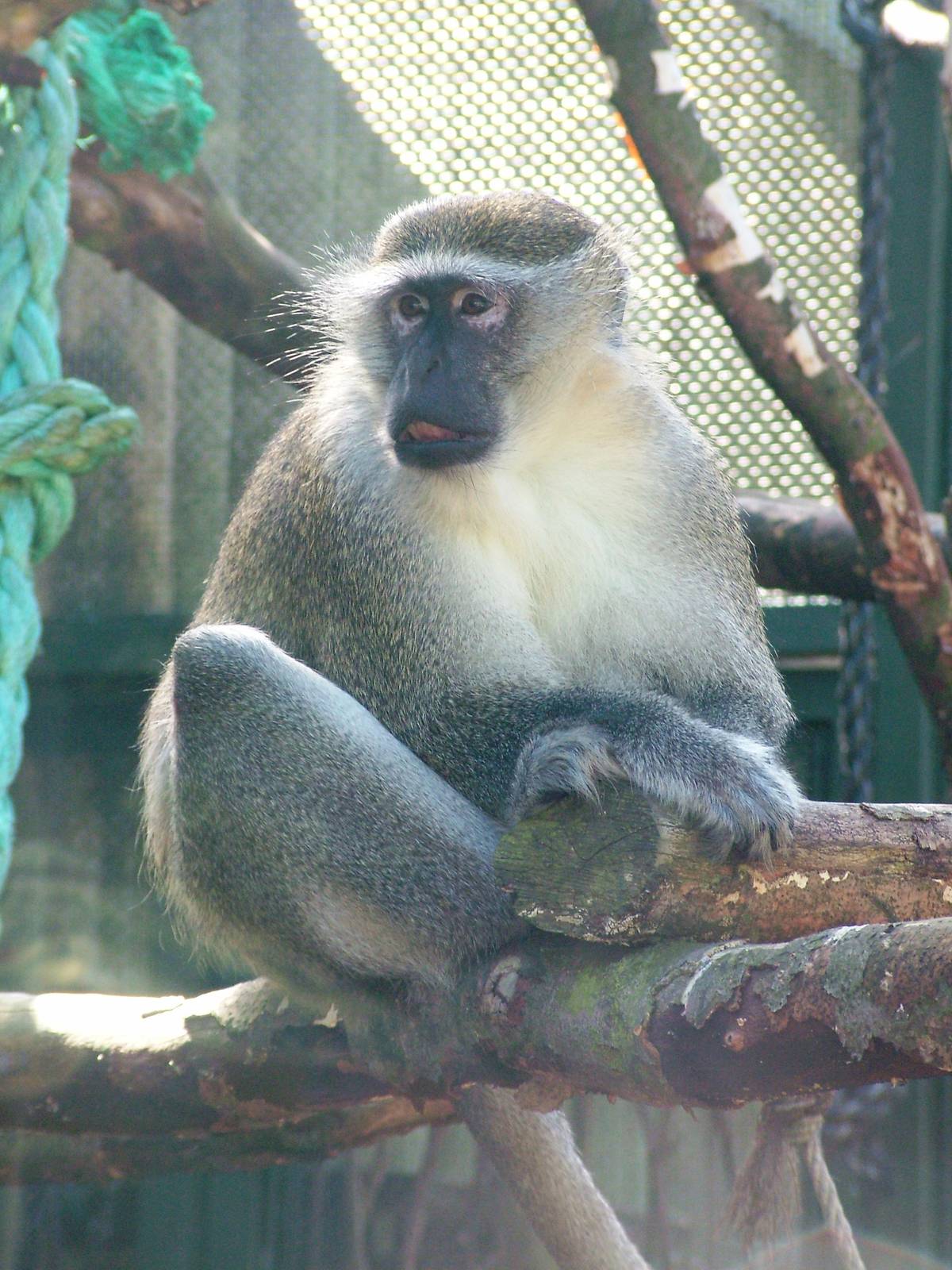 Green Monkey at Liberec, 28/08/12