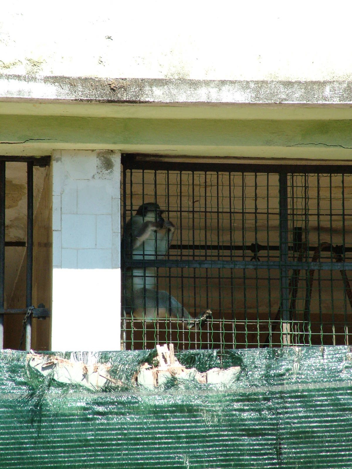 Green Monkey at Lisbon Zoo, 24/05/11
