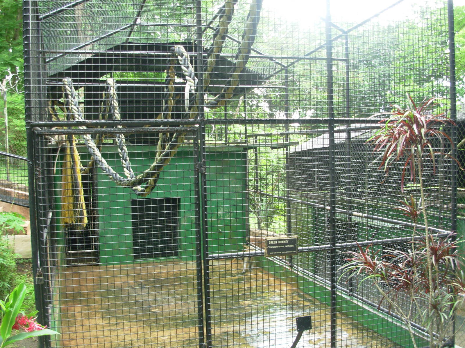 Green Monkey Cage