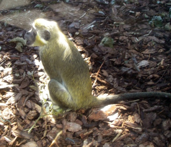 Green Monkey (Cercopithecus sabaeus)