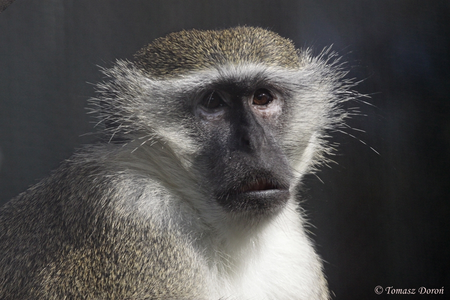 Green Monkey (Chlorocebus sabaeus)