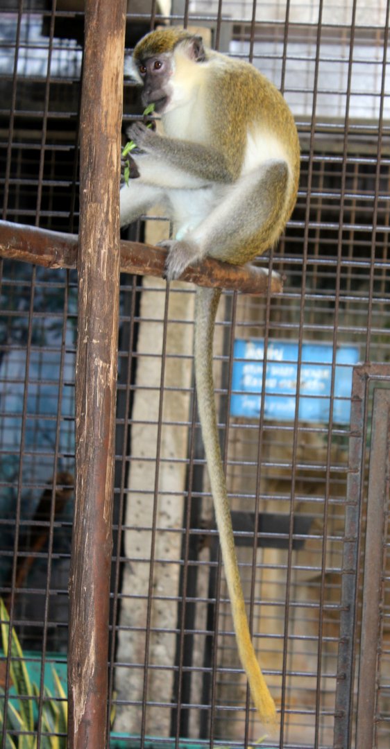 Green monkey (Chlorocebus sabaeus)