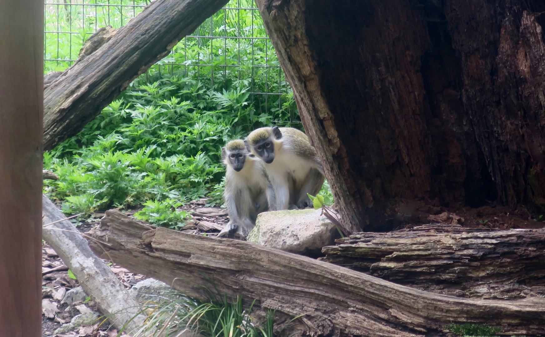 Green Monkey (Chlorocebus sabaeus)