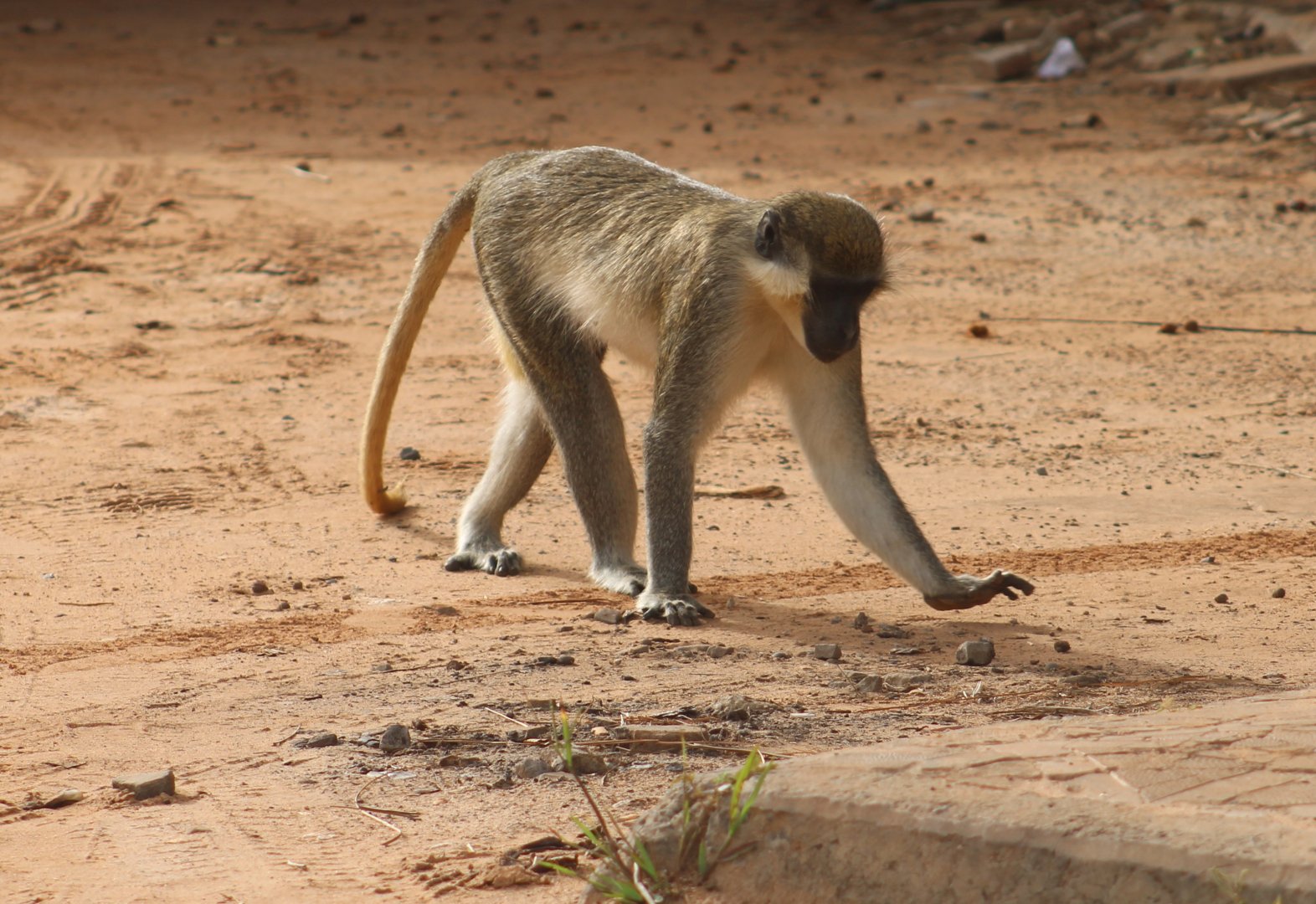 Green monkey - Chlorocebus sabaeus
