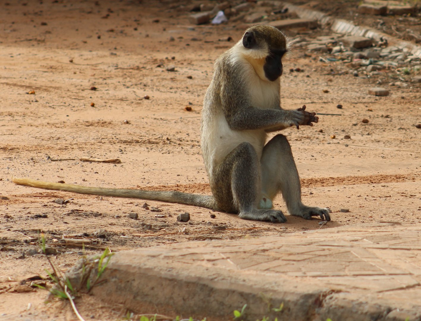 Green monkey - Chlorocebus sabaeus