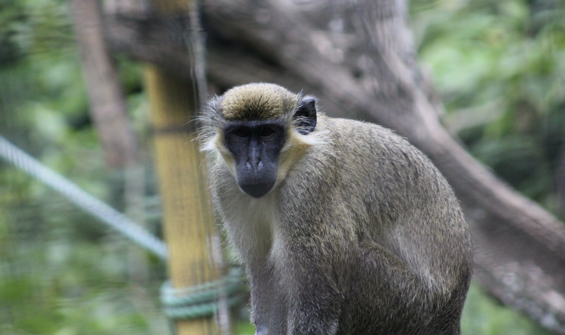 Green Monkey (Chlorocebus sabaeus)
