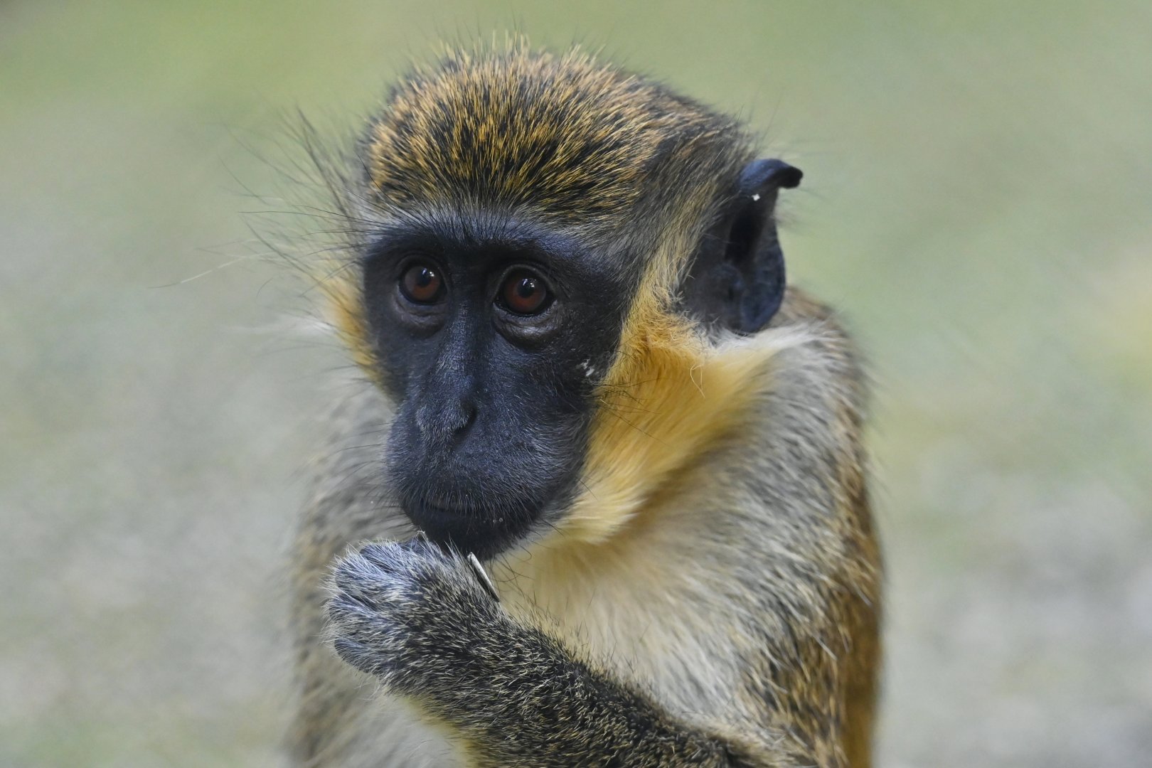 Green monkey Chlorocebus sabaeus