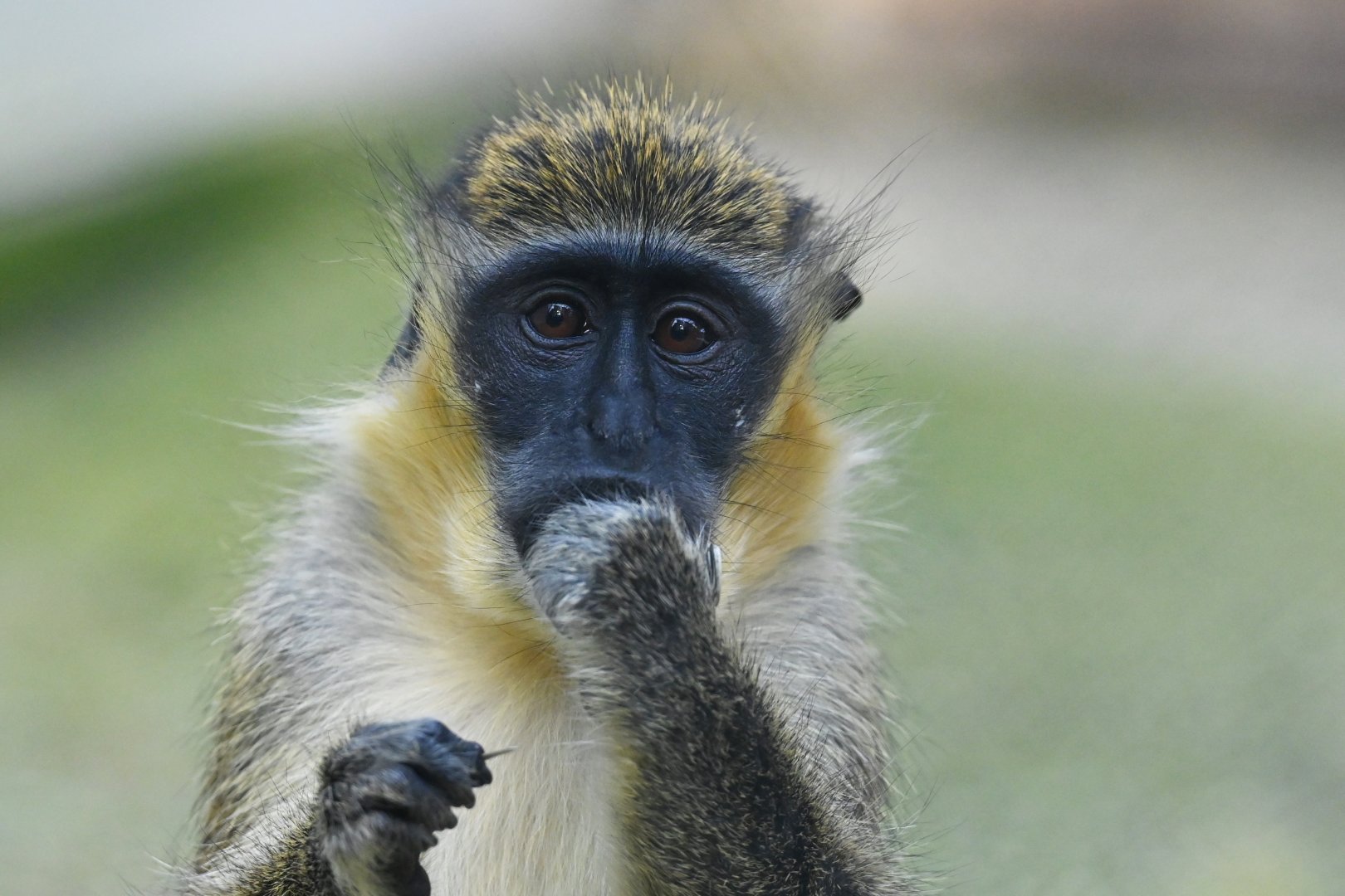 Green monkey Chlorocebus sabaeus