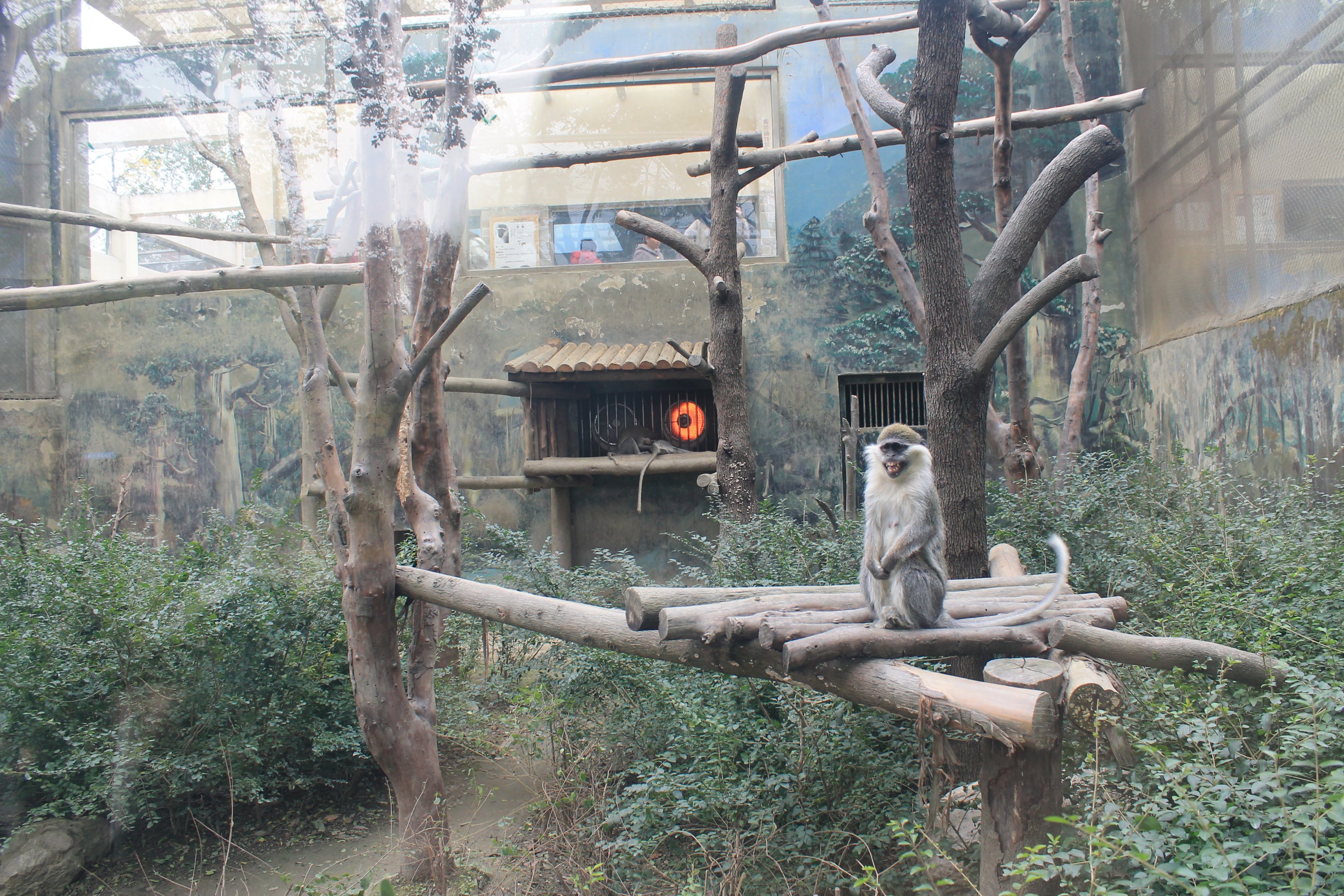 Green Monkey enclosure, front view