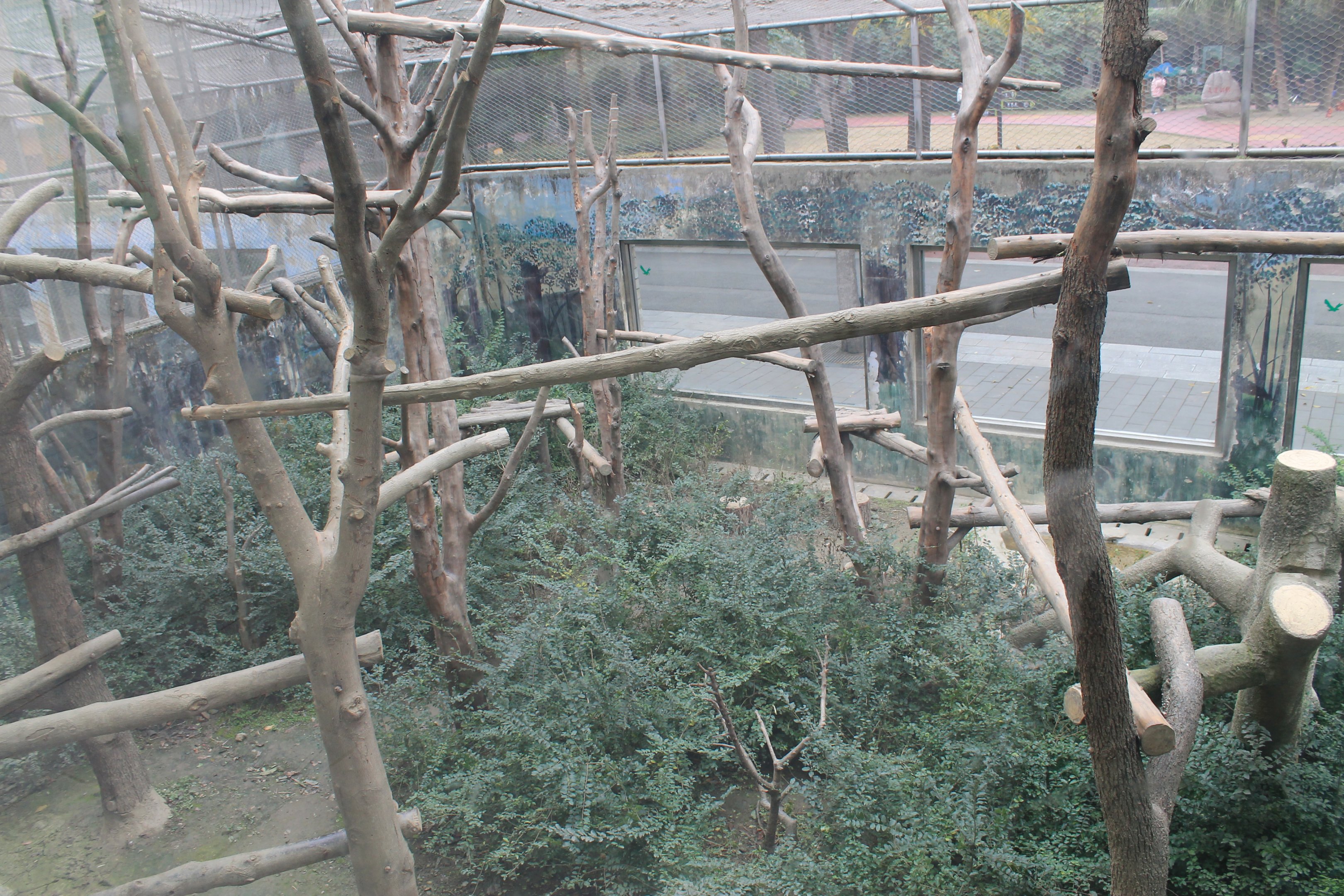Green Monkey enclosure, top view