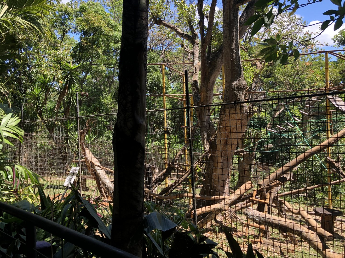 Green Monkey Enclosure