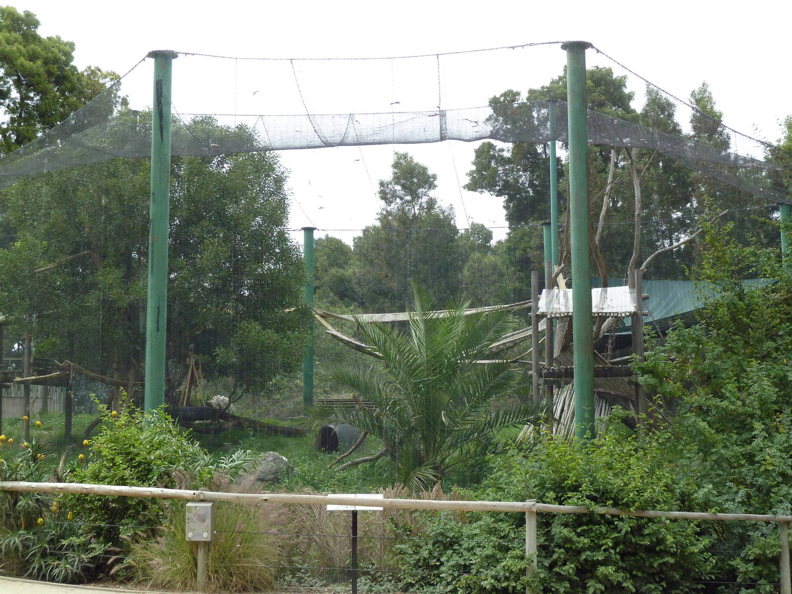 Green Monkey Exhibit