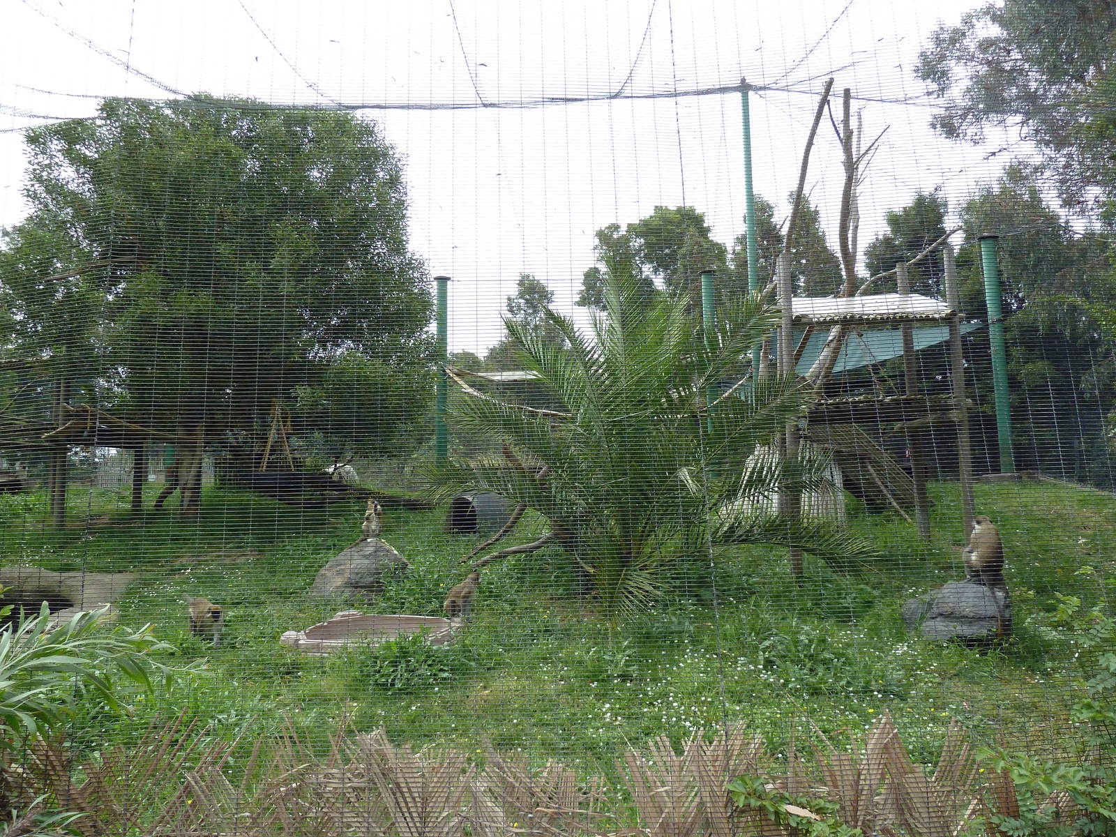 Green Monkey Exhibit