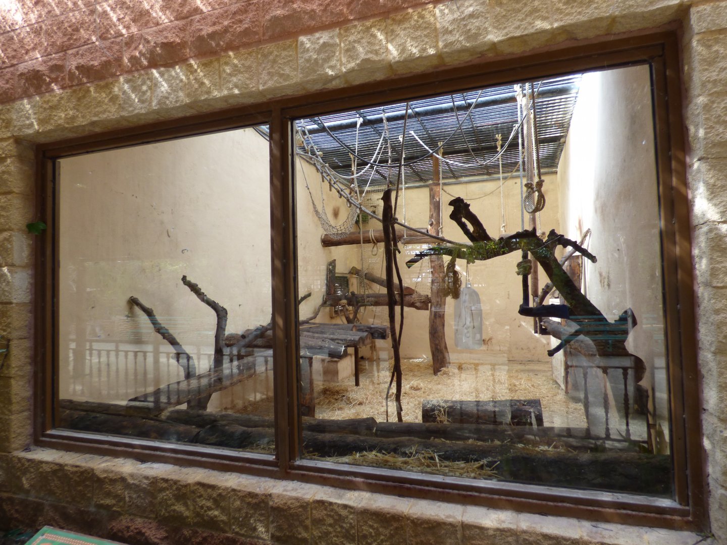 Green Monkey Exhibit