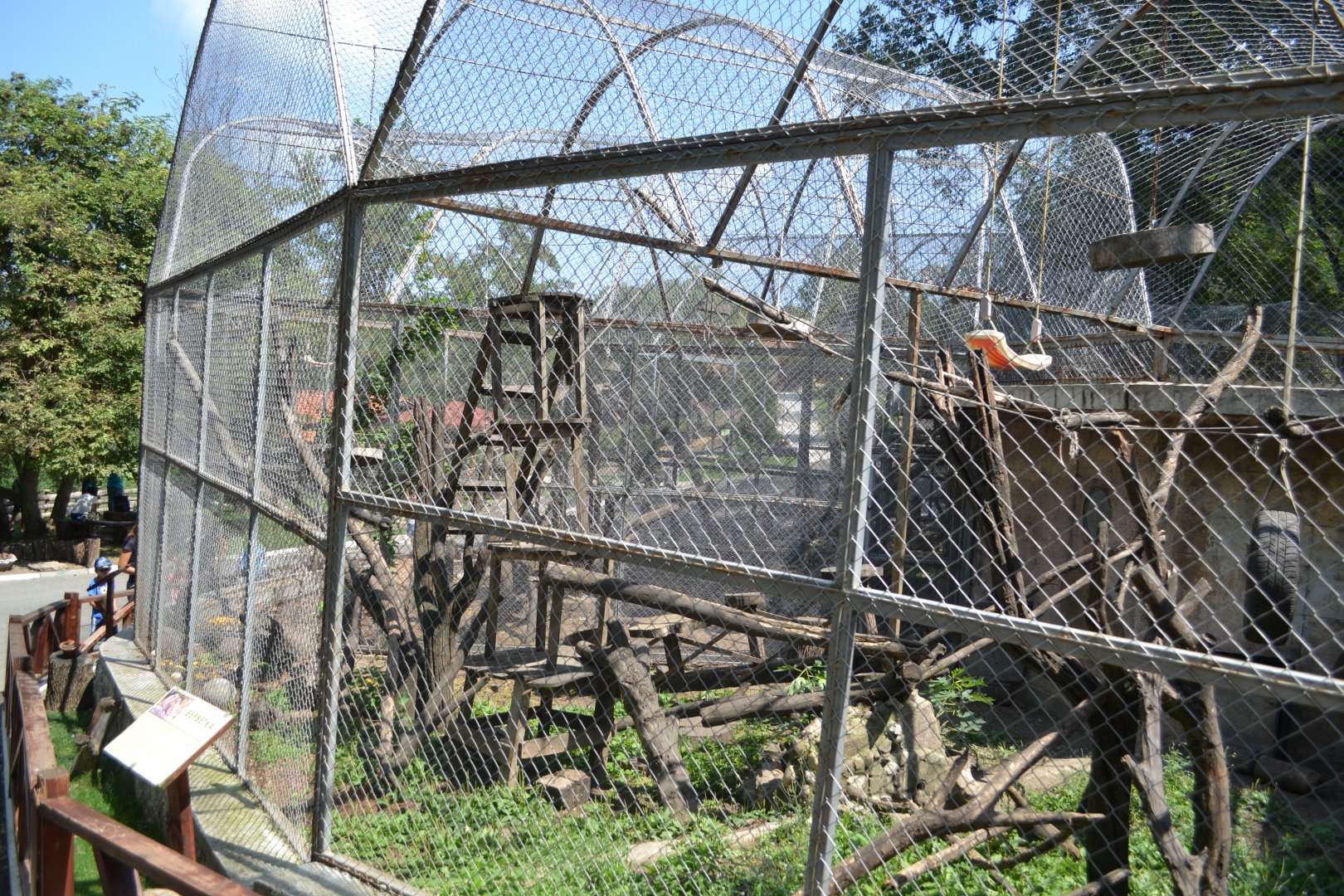Green monkey exhibit