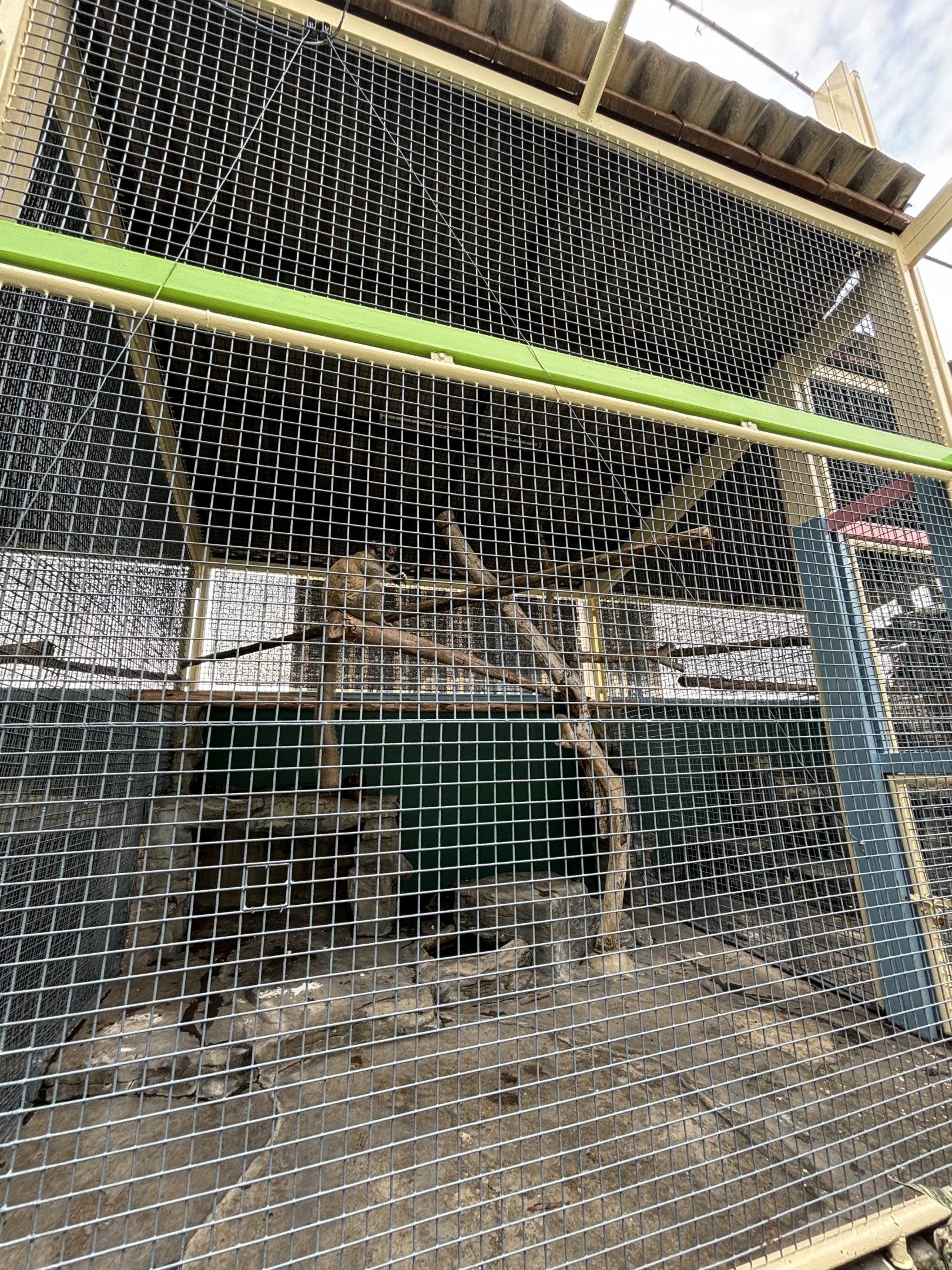 Green Monkey Exhibit