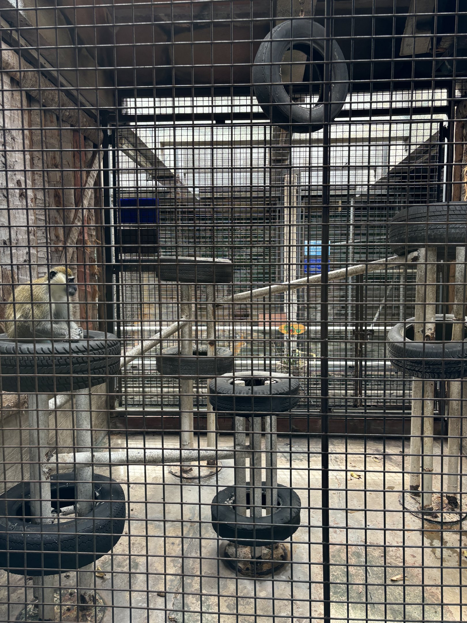 Green Monkey Exhibit