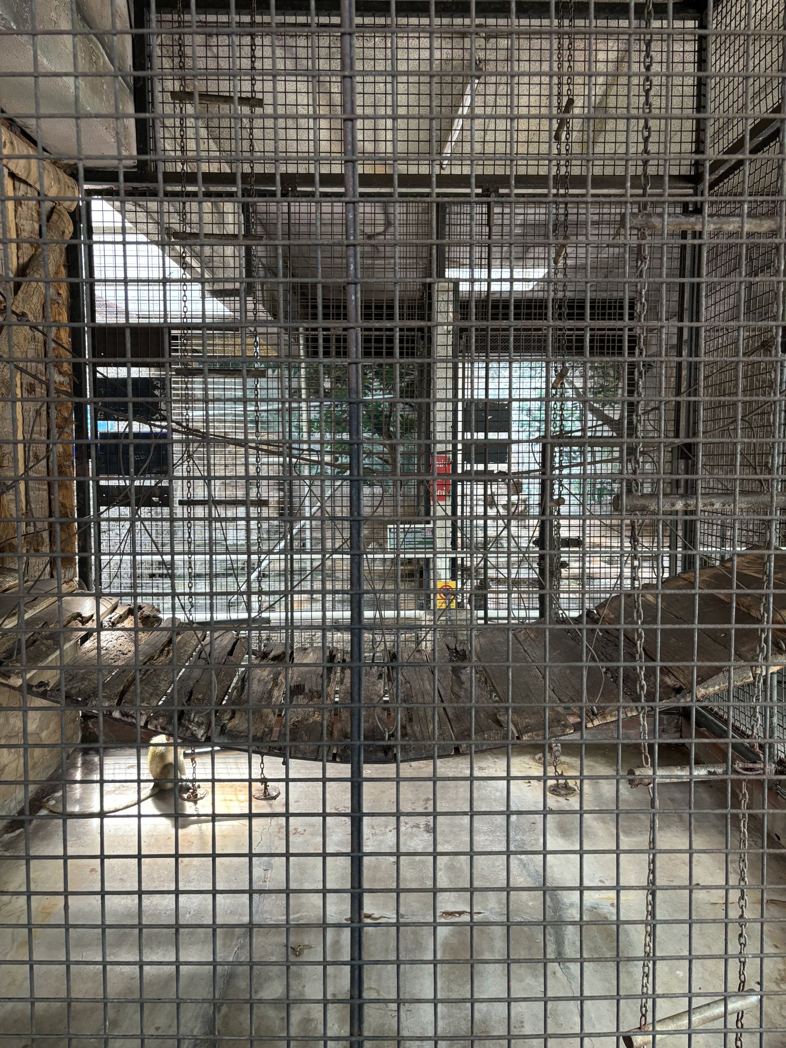 Green Monkey Exhibit