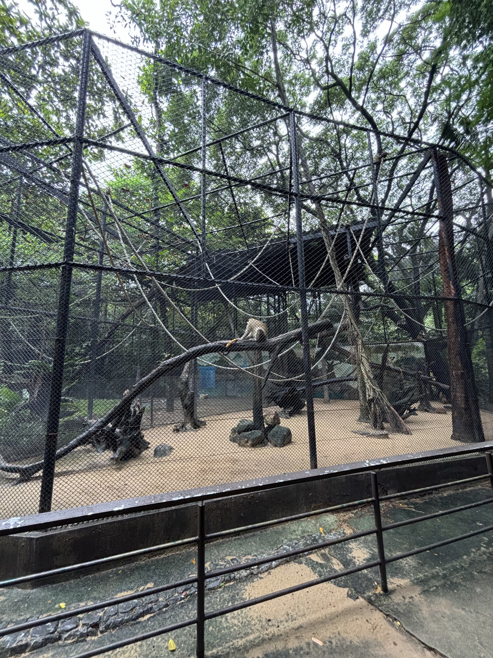 Green Monkey Exhibit