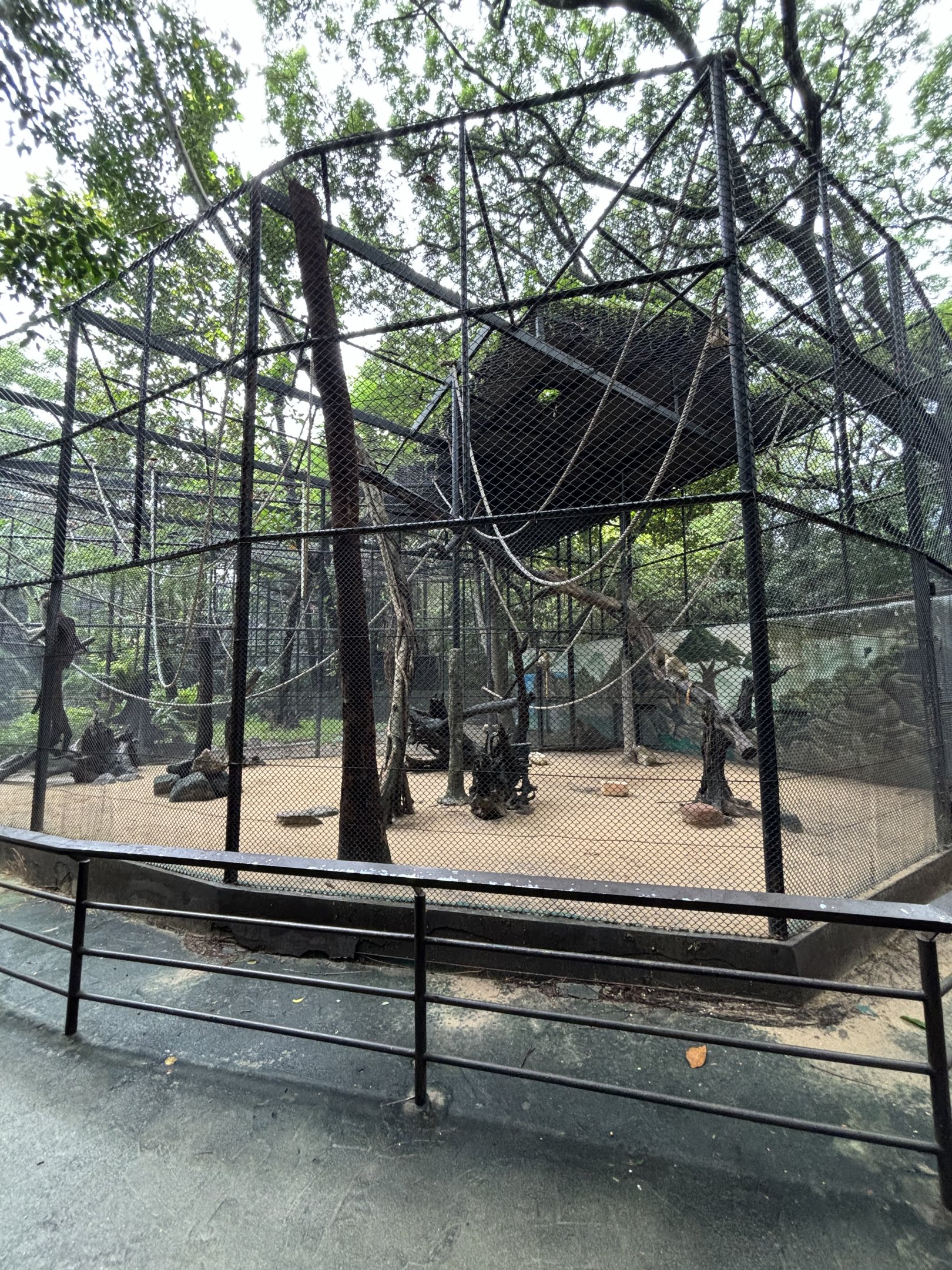 Green Monkey Exhibit