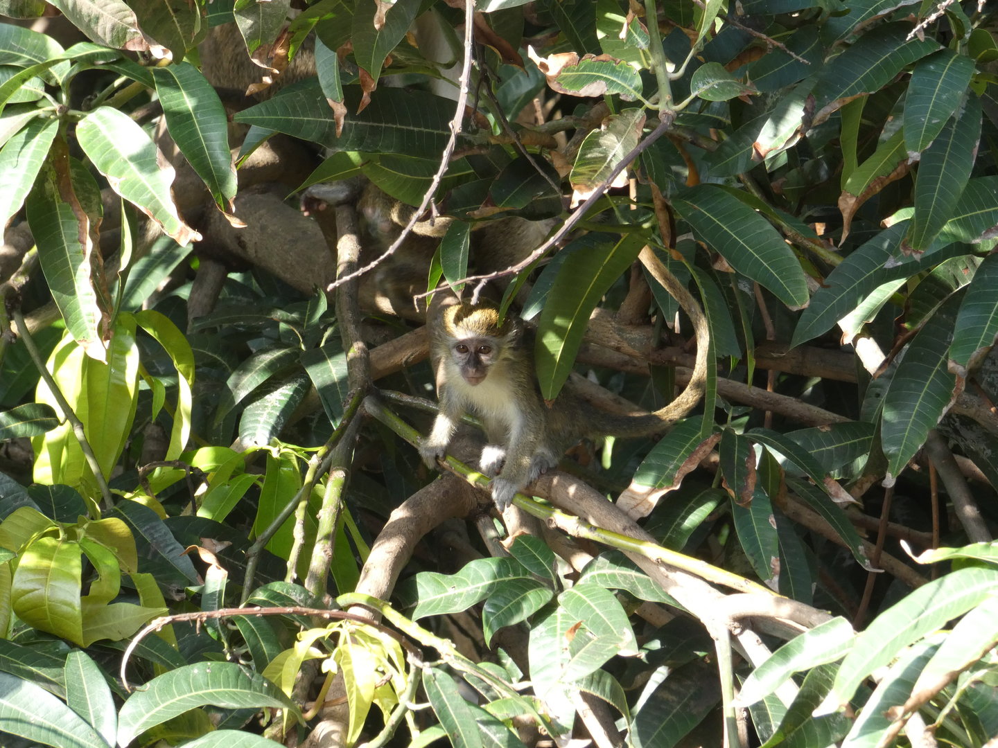 Green monkey juvenile