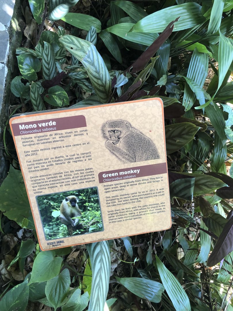 Green Monkey Signage