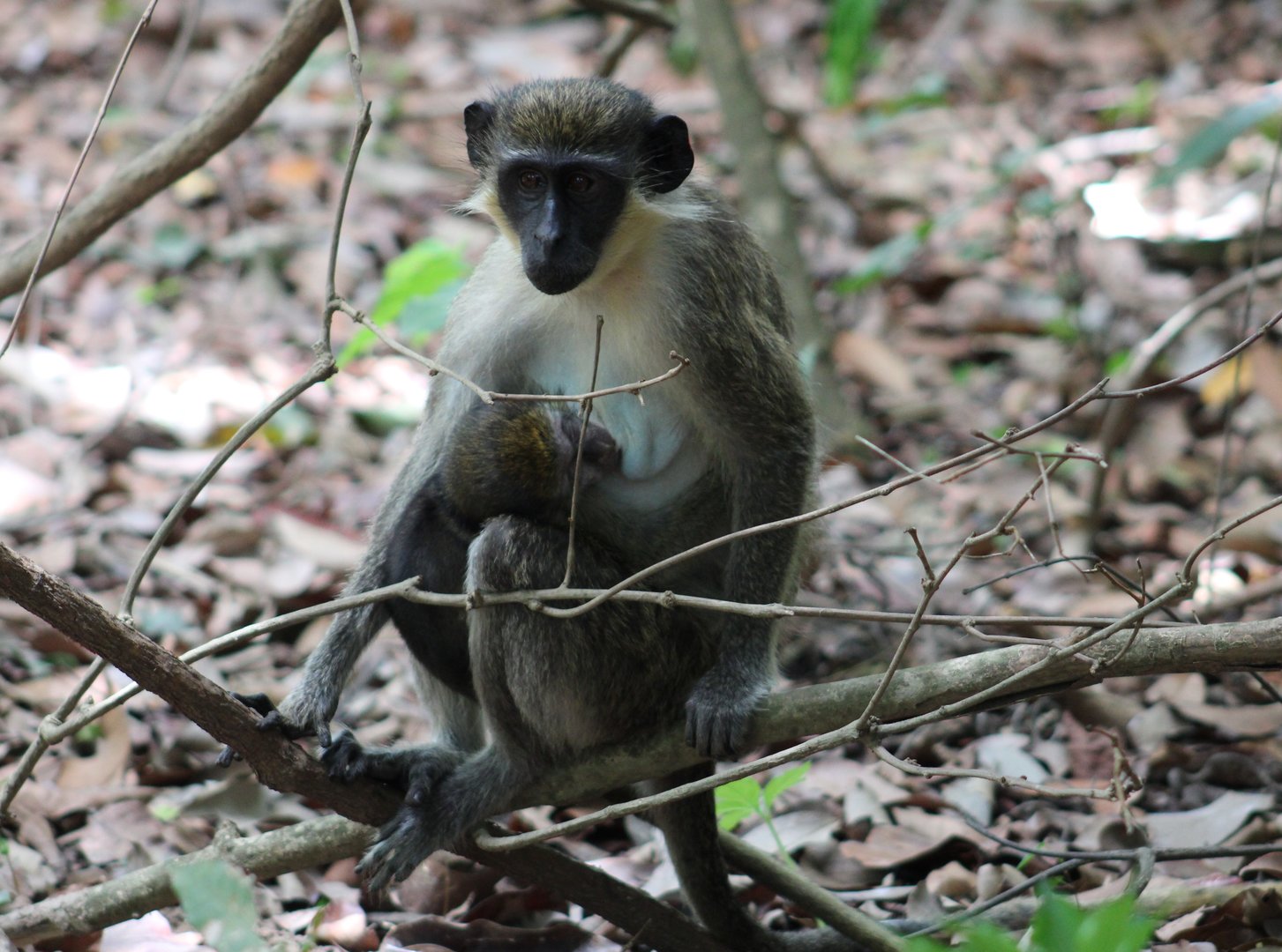 Green monkey with young