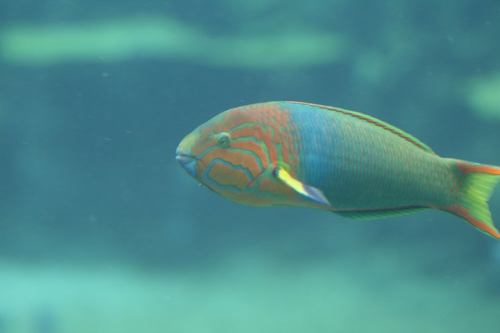 Green Moon Wrasse