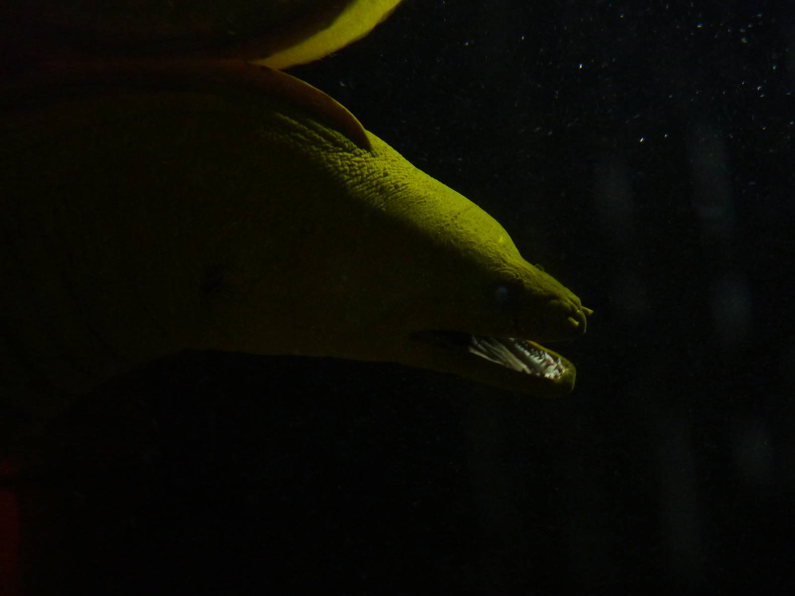 Green moray - 18th August 2012