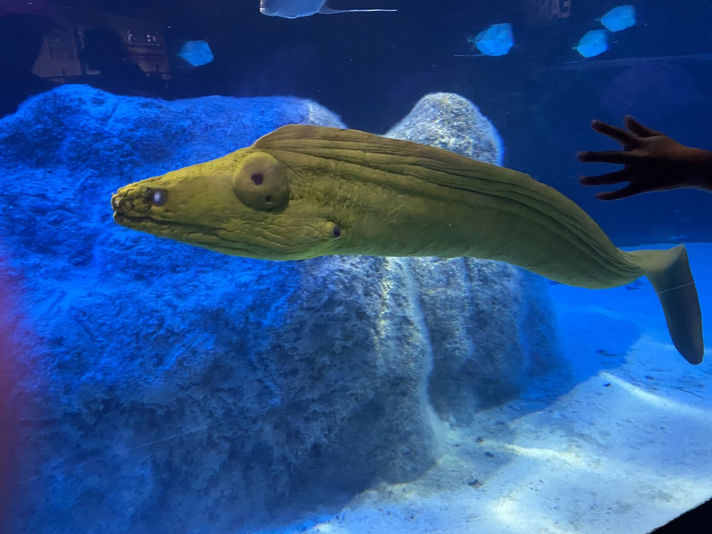 Green Moray Eel - 7/25/2022