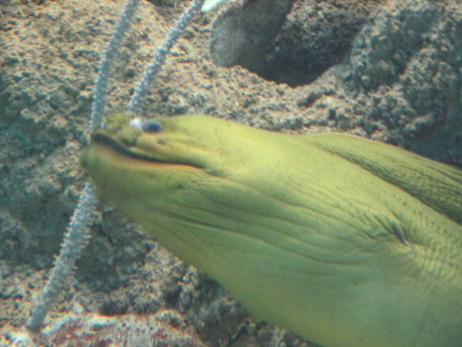 green moray eel acuario nacional