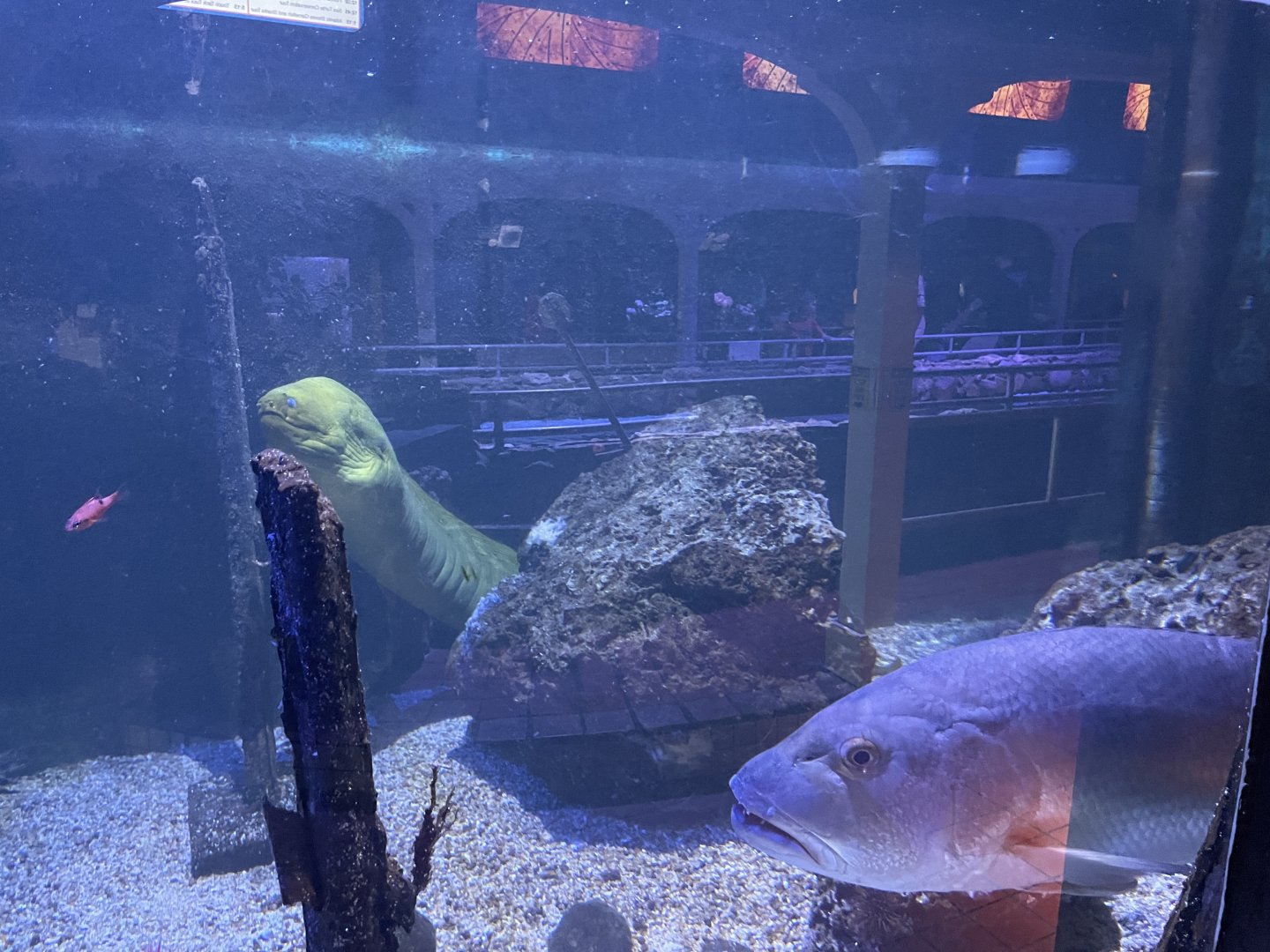 Green moray eel & Cubera snapper(?) (1/2/24)