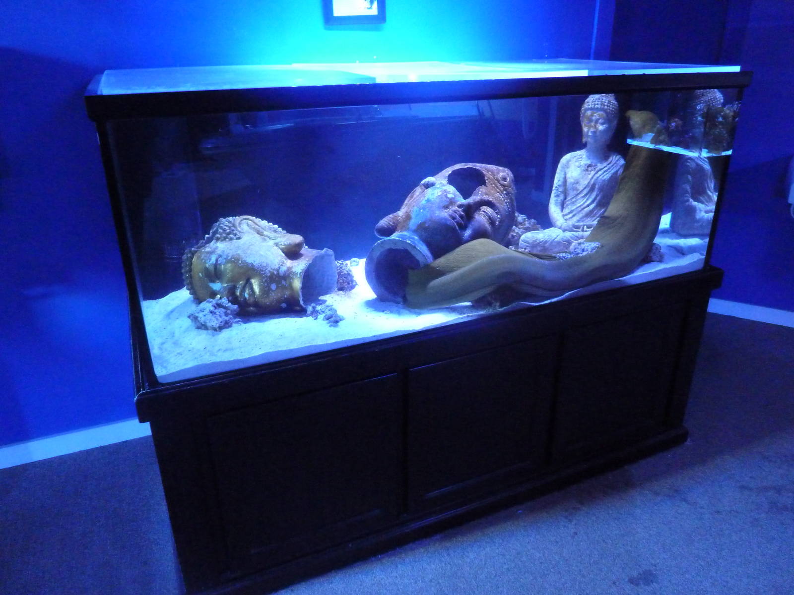 Green Moray Eel Exhibit