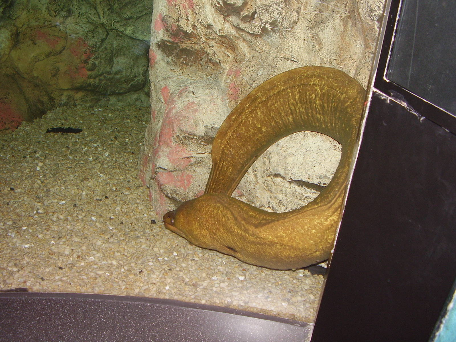 Green Moray Eel- Mystic Aqua NOV06