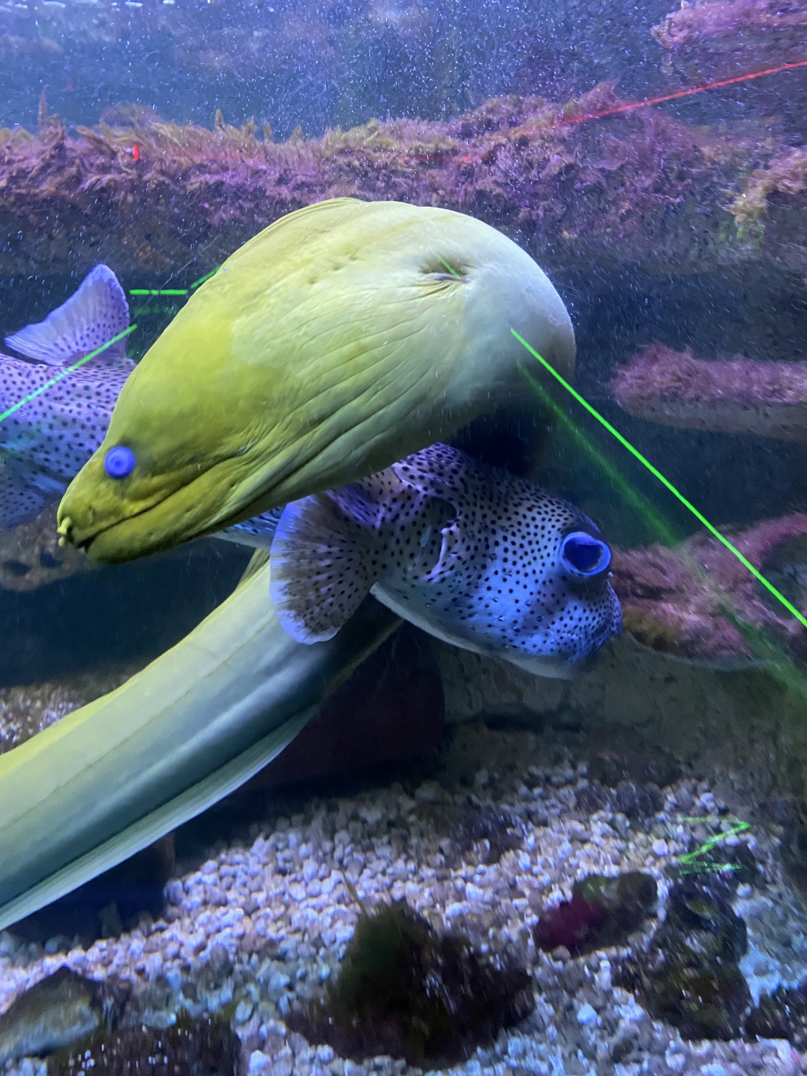 Green Moray Eel & Porcupine Puffer