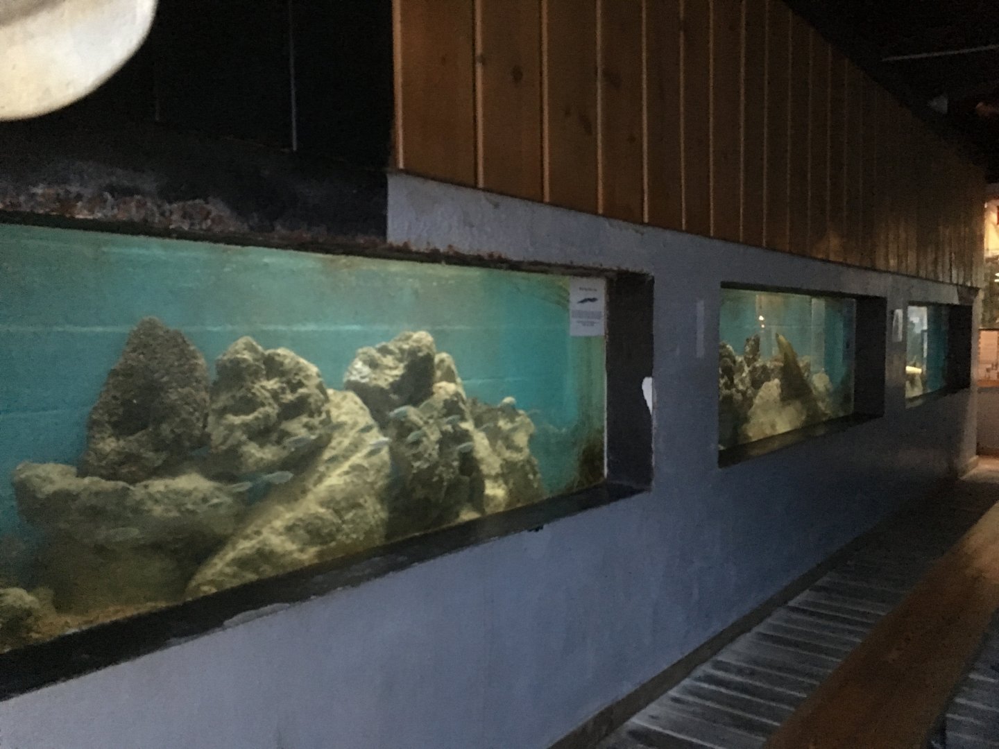 Green Moray Eel Tank