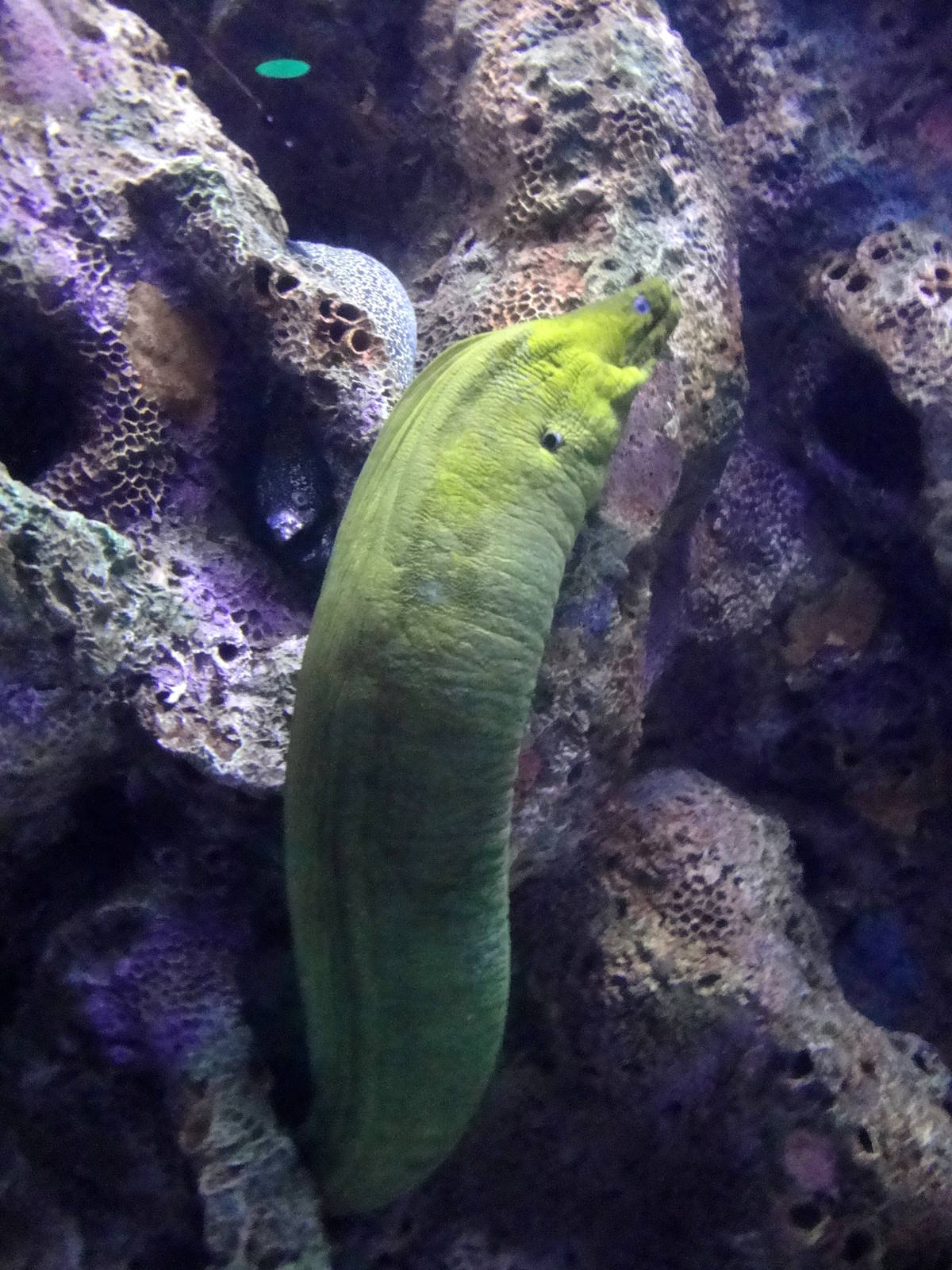 Green Moray Eel