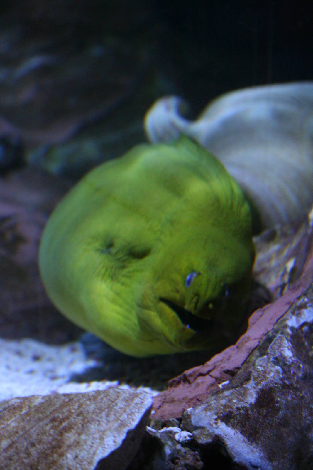 Green moray eel
