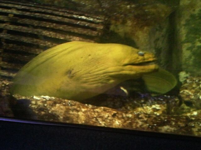 Green moray eel