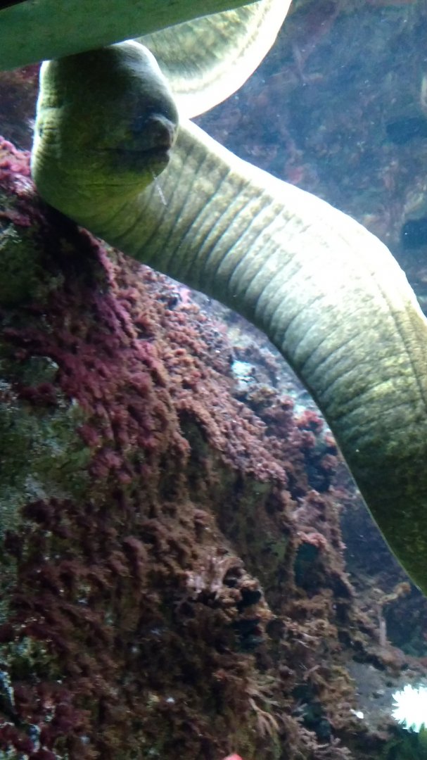 Green moray eel