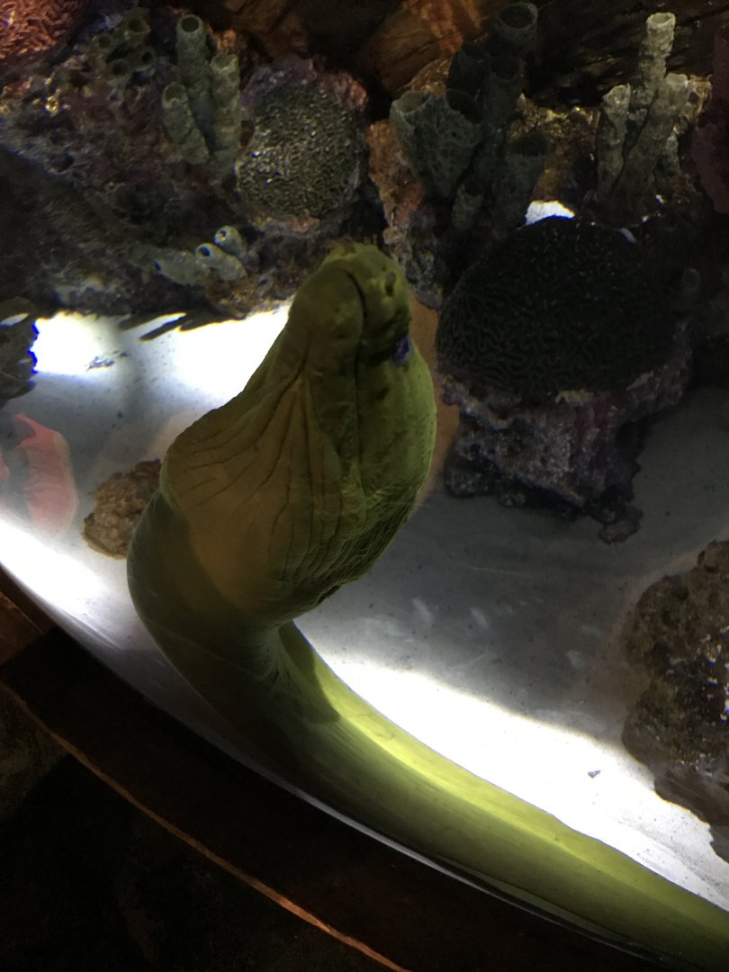 Green moray eel
