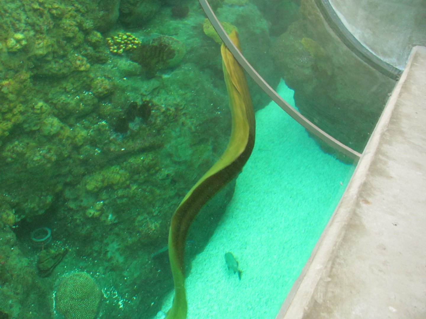 Green Moray Eel.