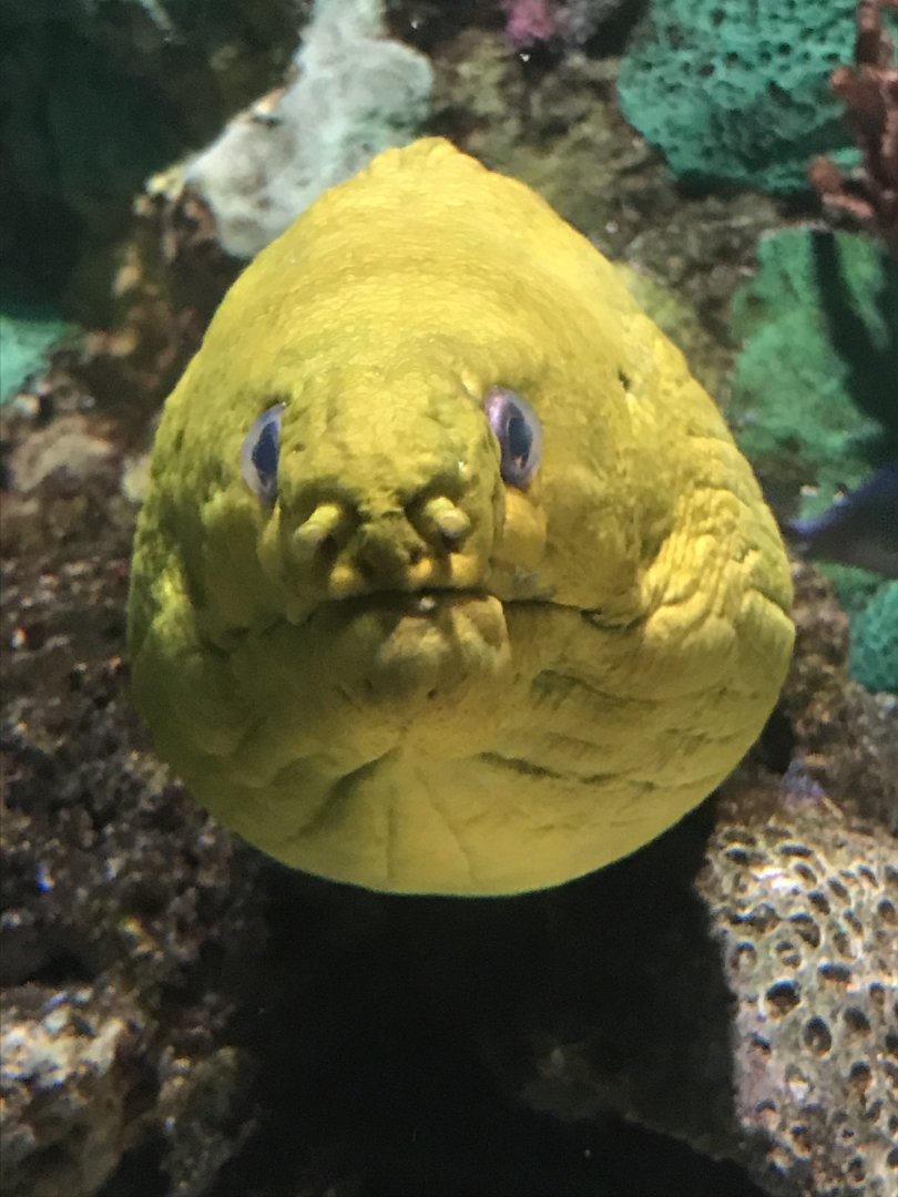 Green moray eel