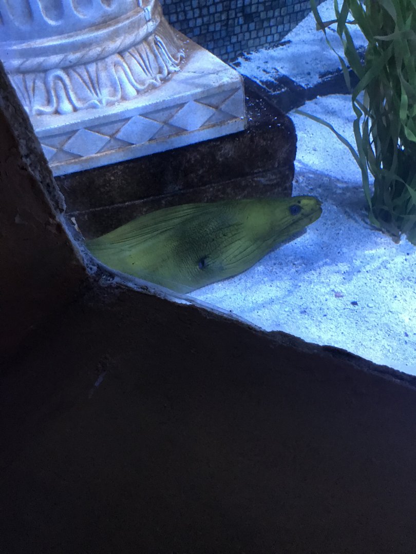 Green moray eel