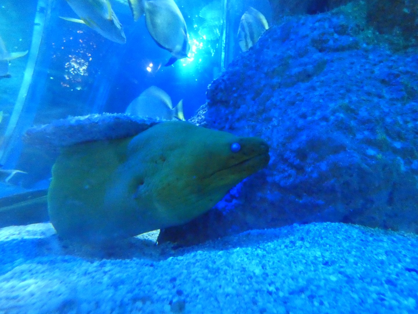 Green moray eel